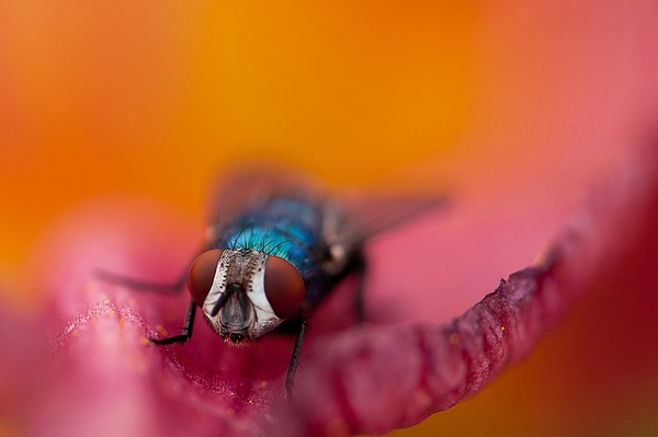 红头丽蝇 - 微距摄影-豆瓣小站 - 图虫