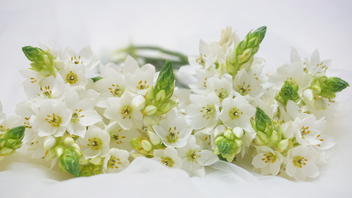 雀梅61纯洁的灵魂