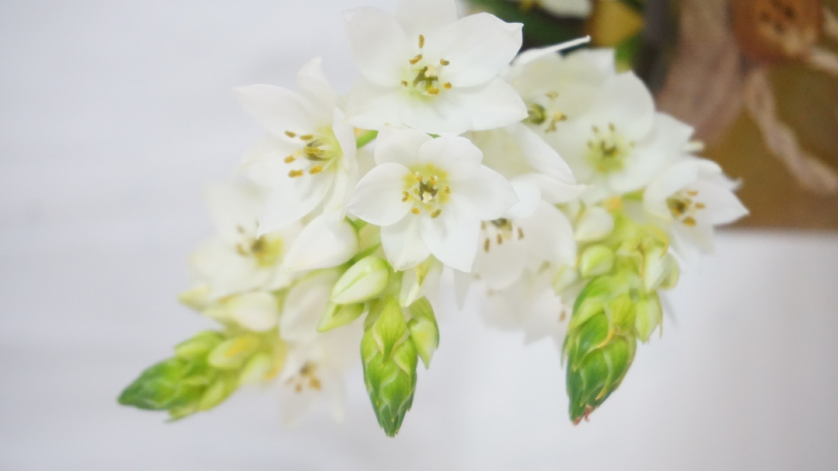 雀梅61纯洁的灵魂