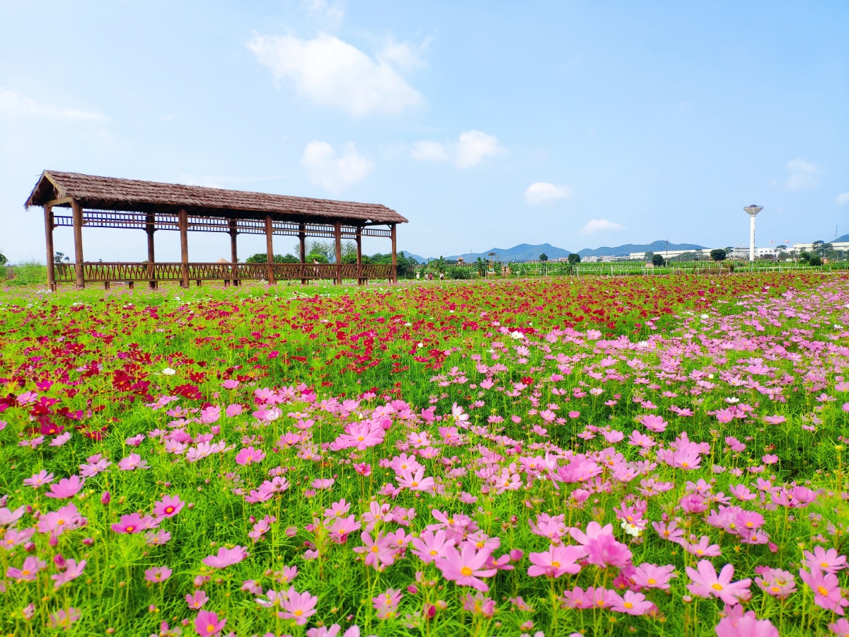 中华茉莉园之夏意盎然