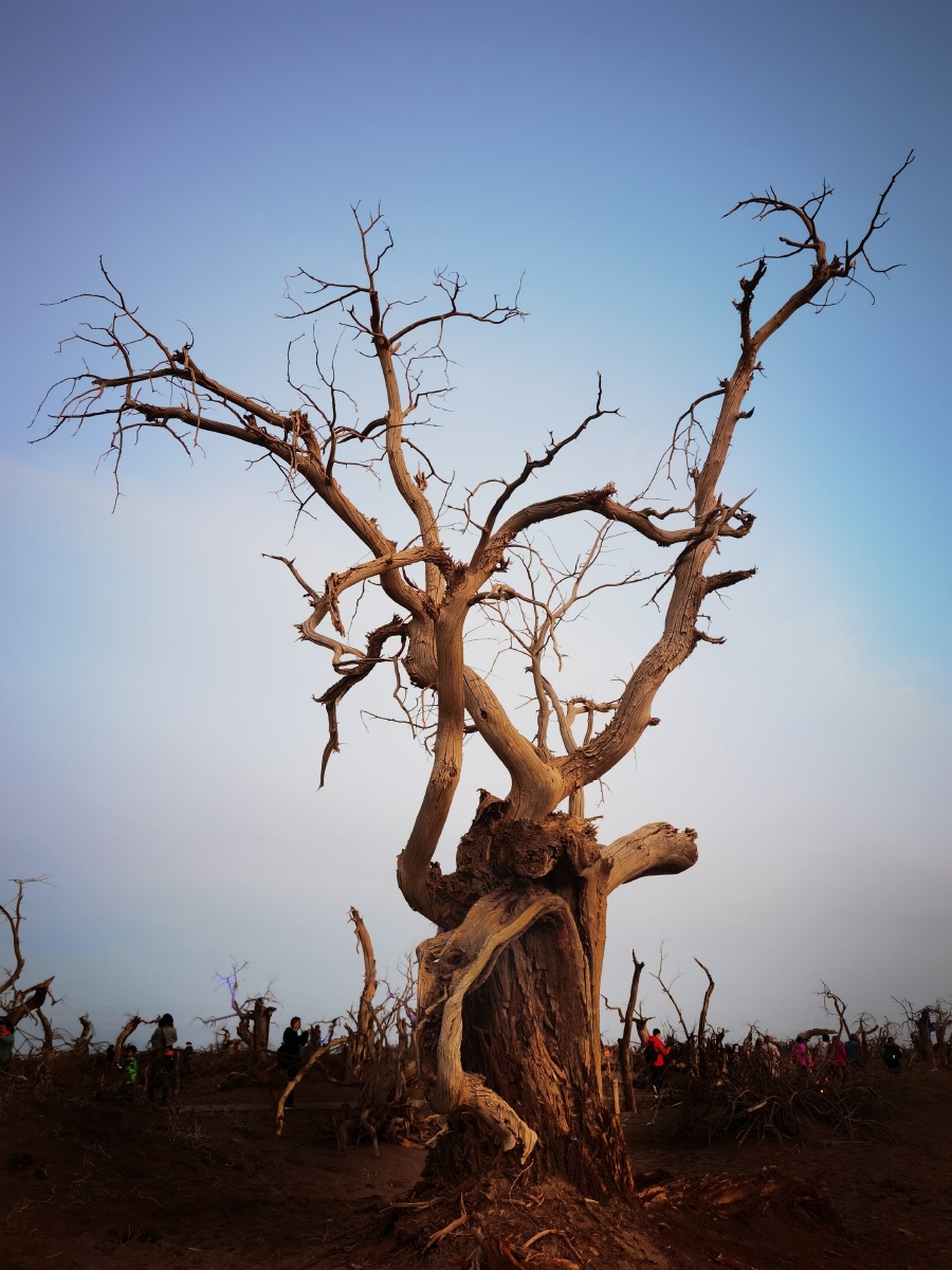 任我是三千年的成长人世间中流浪喀什噶尔胡杨