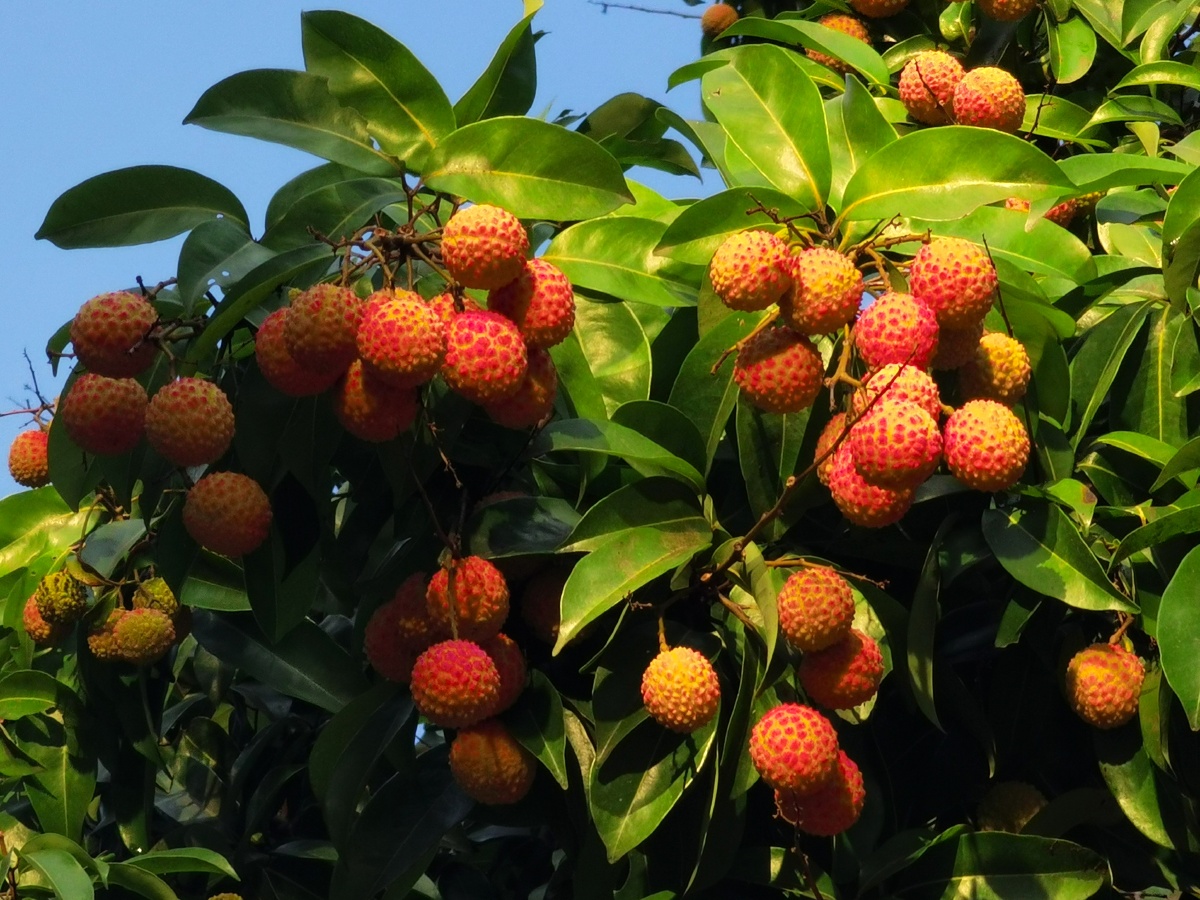 浆果生长叶子束#荔枝我的夏日生活那年夏天今日天空绝了还没有人瓷屯