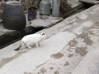 猫咪