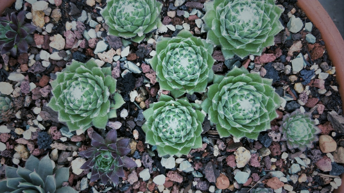 密集的多肉星空抽象过后犹如梵高笔下的星星82