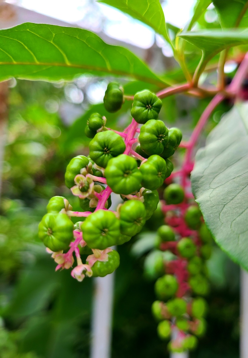 垂序商陆它的根部可用作药材