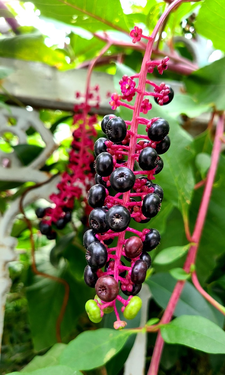 垂序商陆它的根部可用作药材