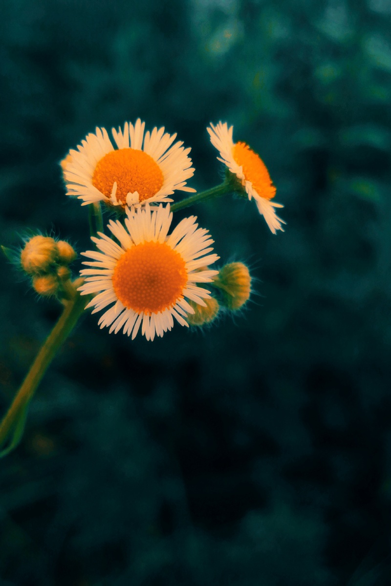 夏日精灵菊科植物一年蓬
