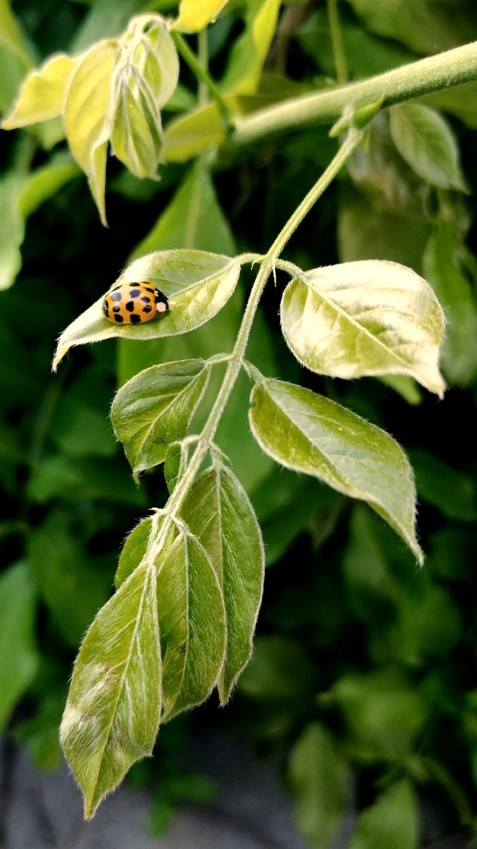 公园的枝叶上趴着一只小瓢虫,风吹着树叶摇摇晃晃,瓢虫却一动不动
