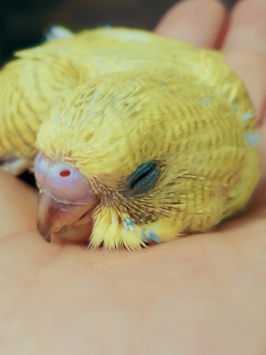 小鸟依人快满月的小虎皮