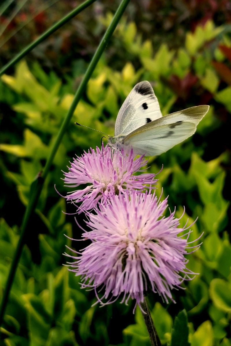 蝴蝶时而飞入花丛,时而停靠在树叶上,万物有灵,这会它就是大自然的静
