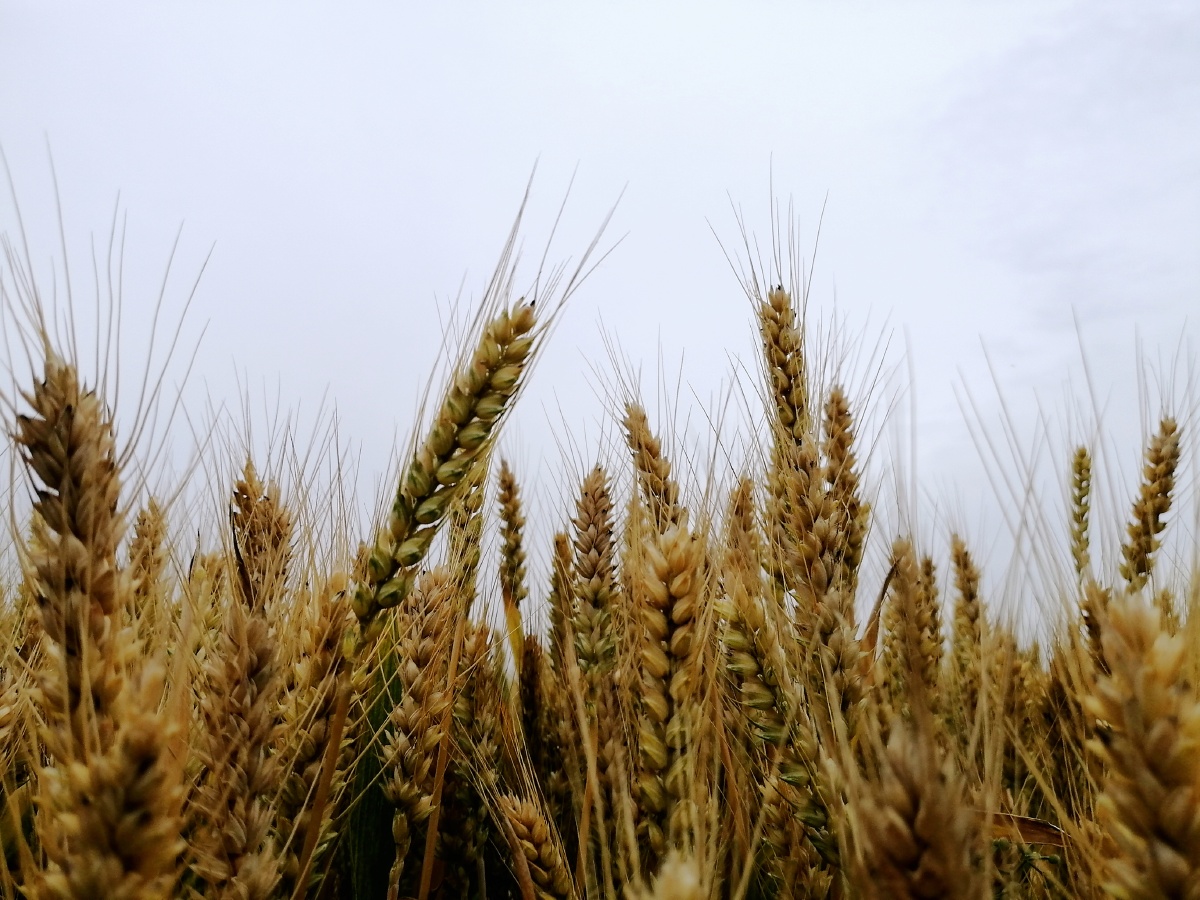 麦子即将成熟,马上就到了收获的季节,充满了美好的期盼.
