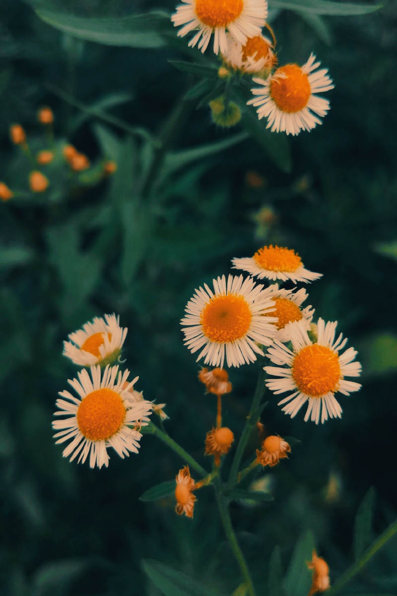 夏日精灵菊科植物一年蓬