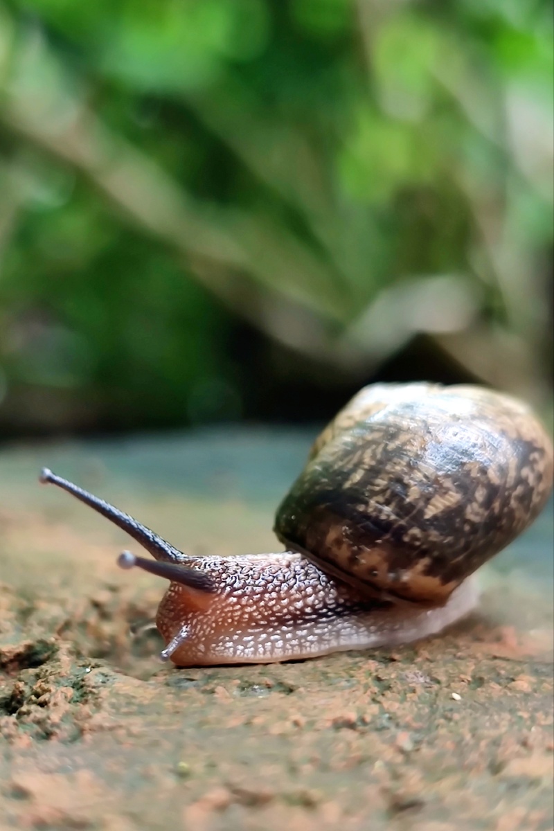 我是一只蜗牛,我有一个愿望,那就是甩掉背上沉重的外壳,自由快乐的