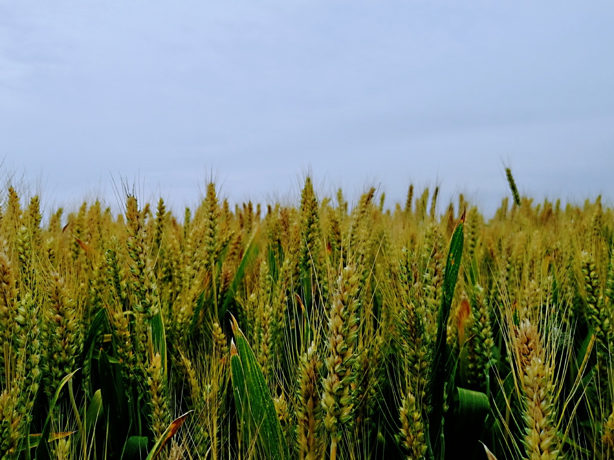 麦子即将成熟,马上就到了收获的季节,充满了美好的期盼.