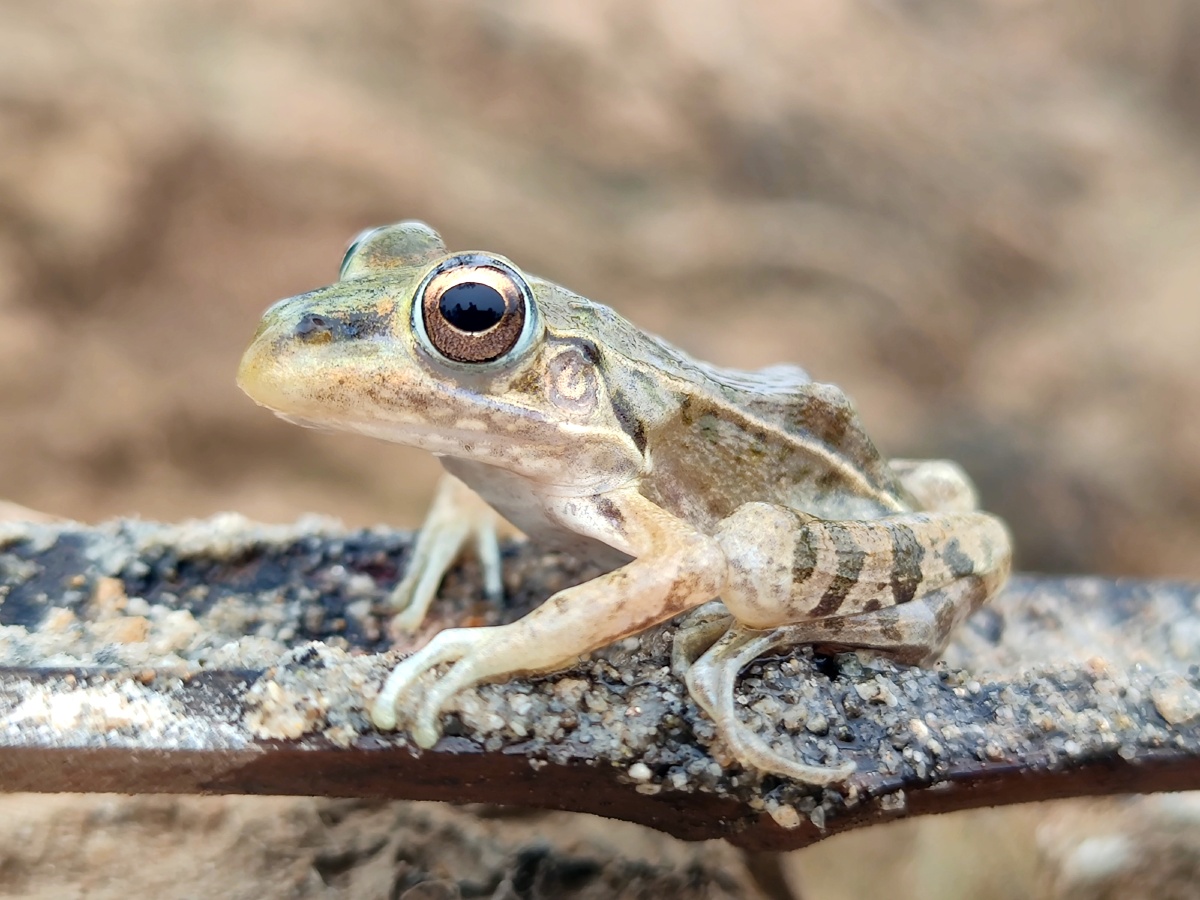 刚见世面的井底之蛙 - 沙漠豆子 - 图虫