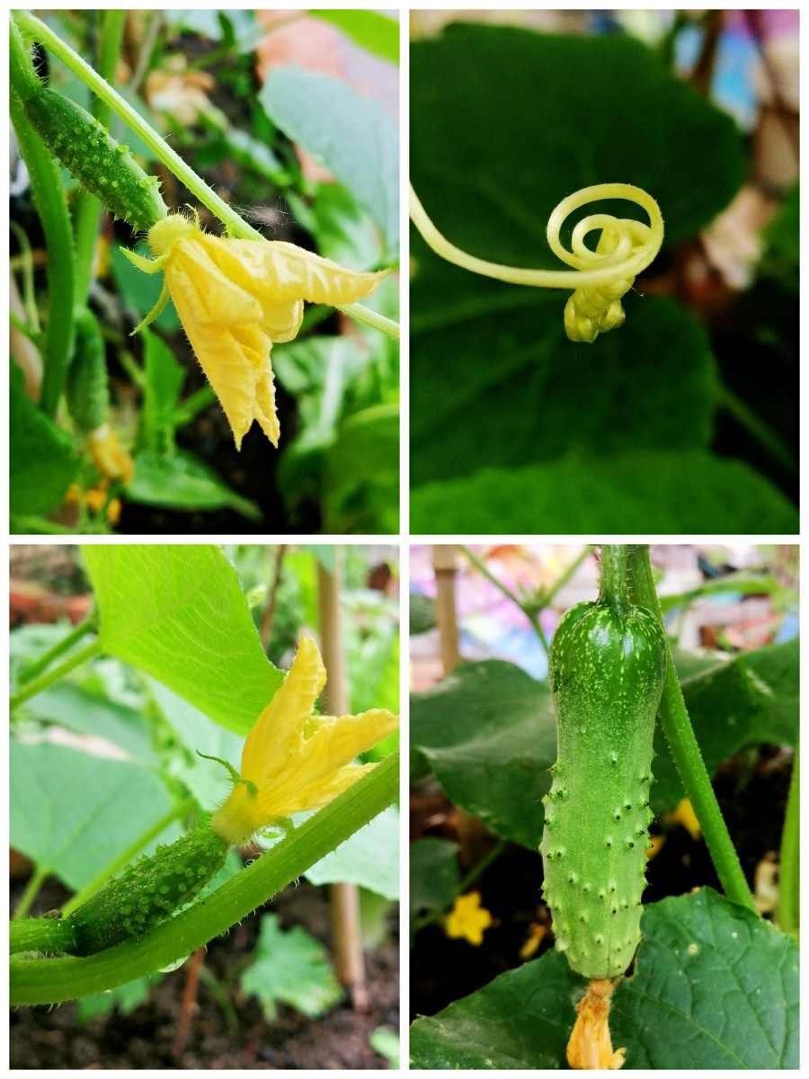 妈妈的菜园—挂果的黄瓜
