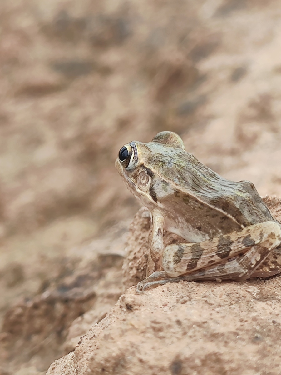 思考蛙生 - 沙漠豆子 - 图虫