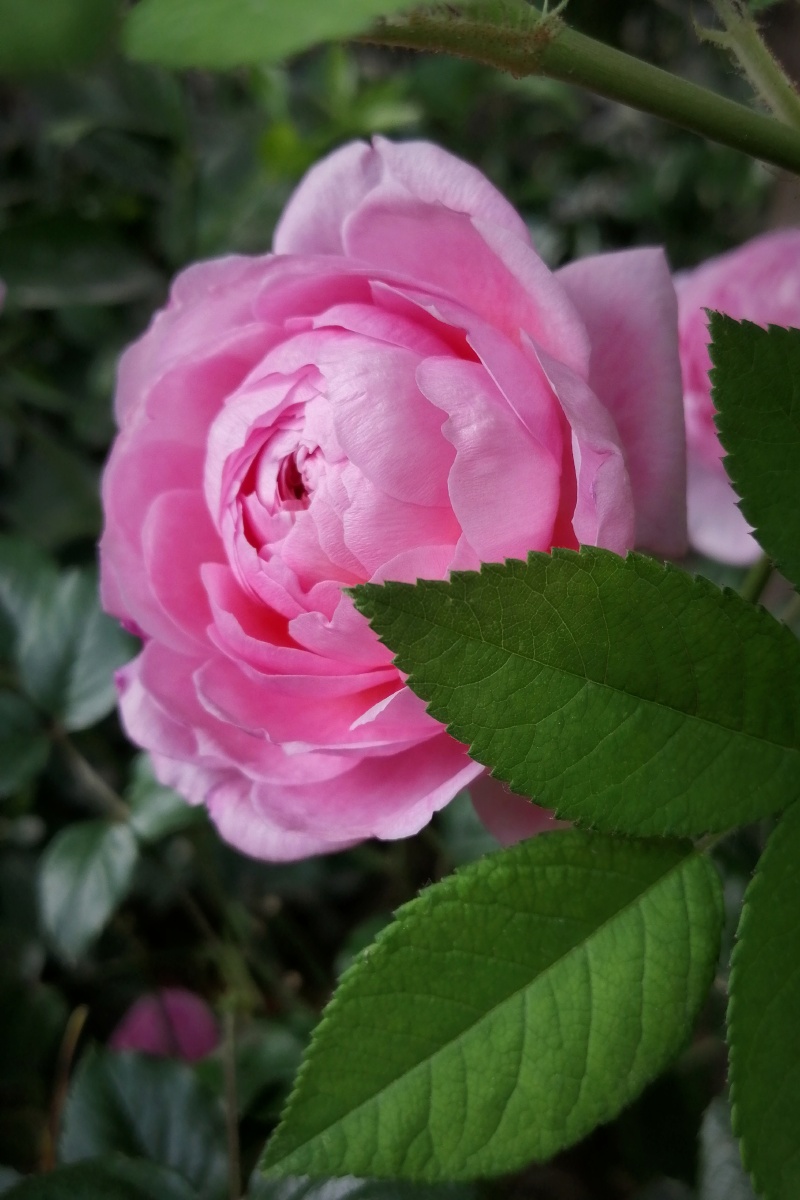 五月那些盛开的花