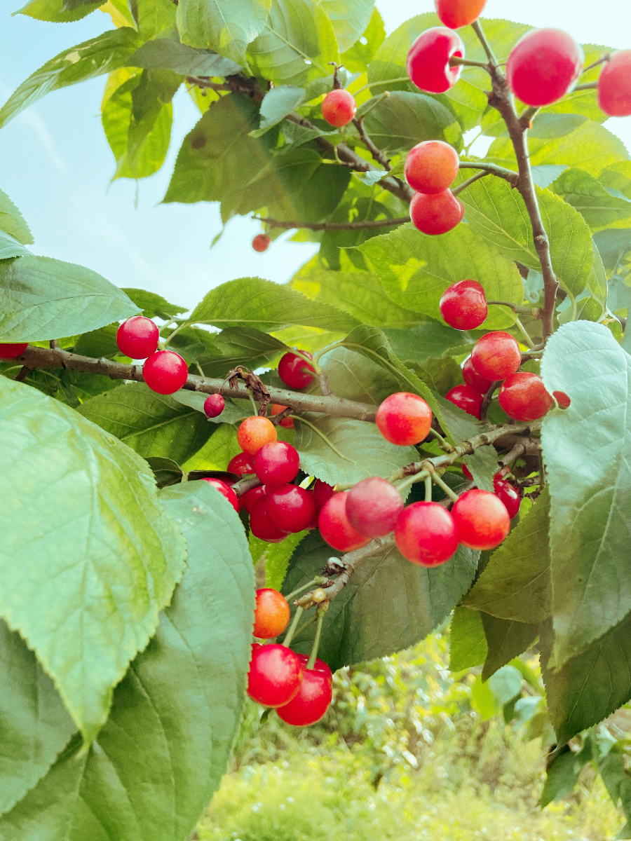 可爱美味的小樱桃