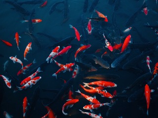 7A7E9227-4E71-44E8-8402-87932DD4945E/L0/001
