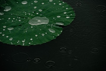 1000156188
