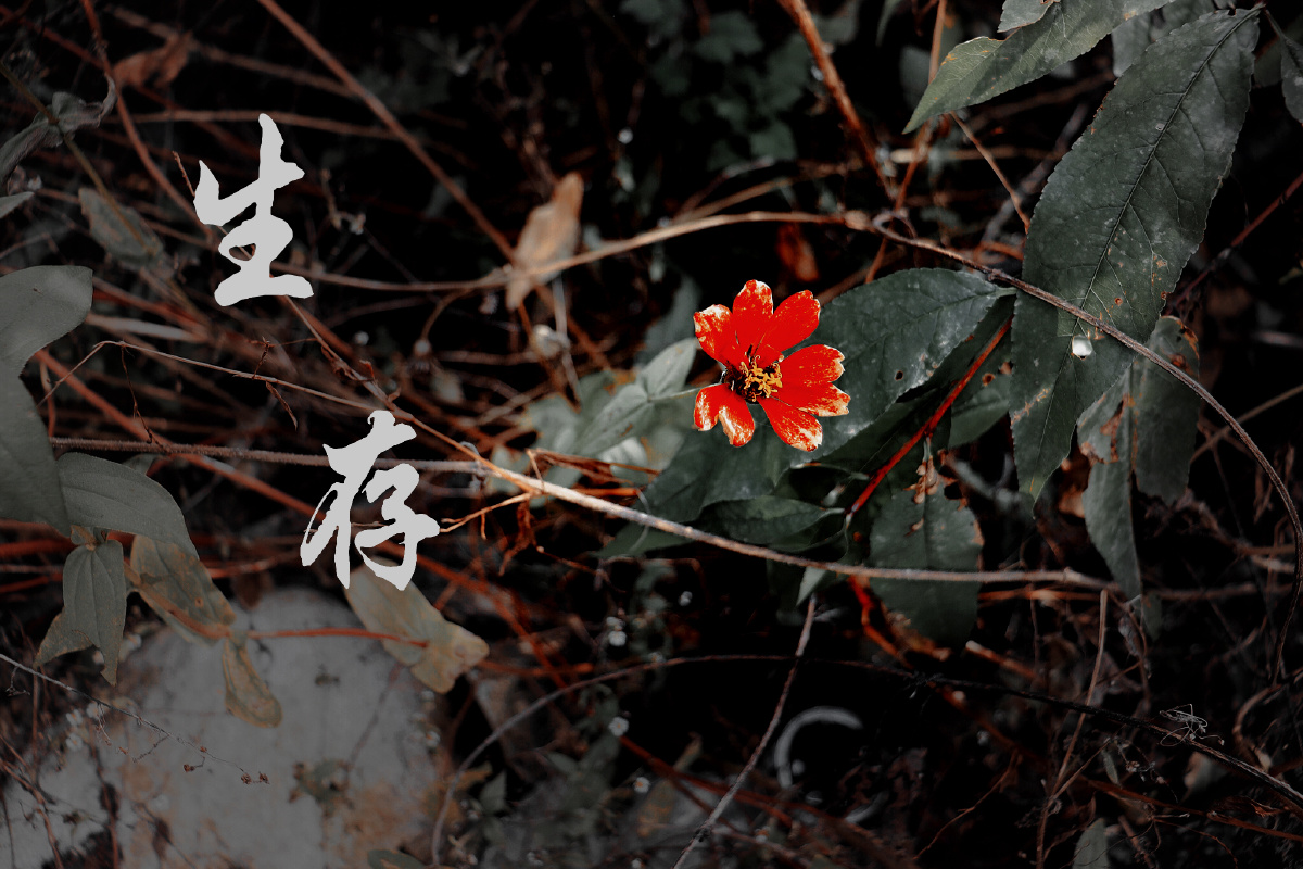 夹缝生存问世事无常暂不争朝夕