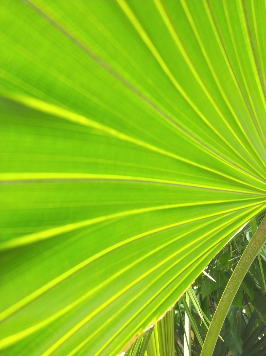 叶子的故事扇叶葵蒲葵棕树