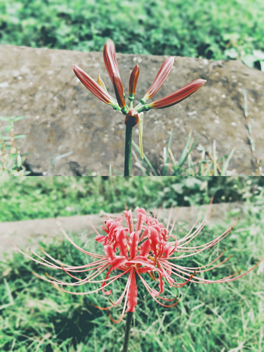 彼岸花花苞绽放了