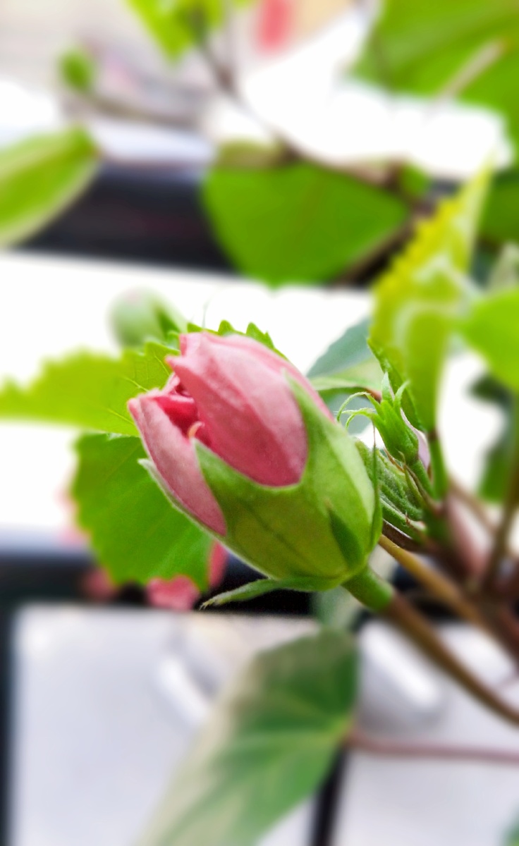 花苞的姿态,重瓣朱槿