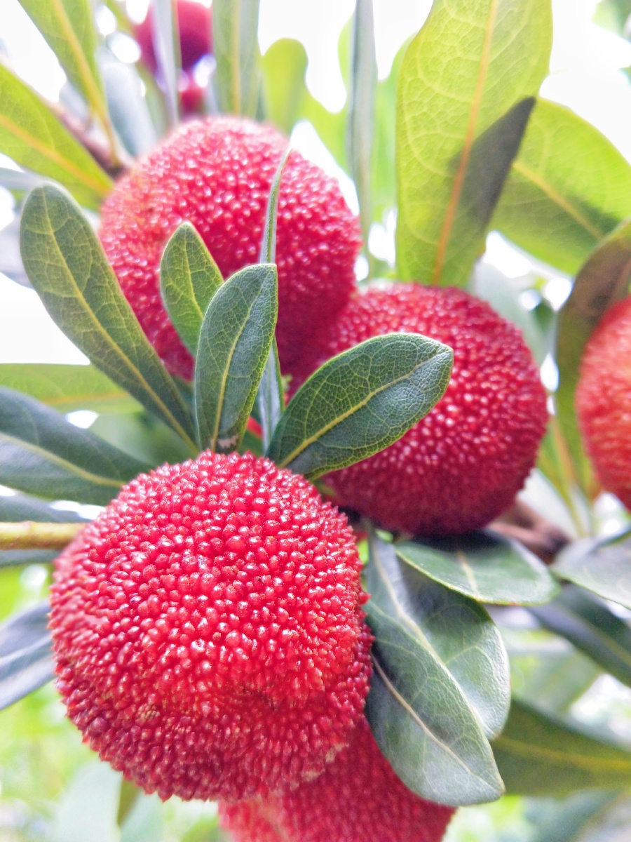 树上的拍一个夏季水果杨梅当季如期采摘杨梅之乡坐标浙江温州文城