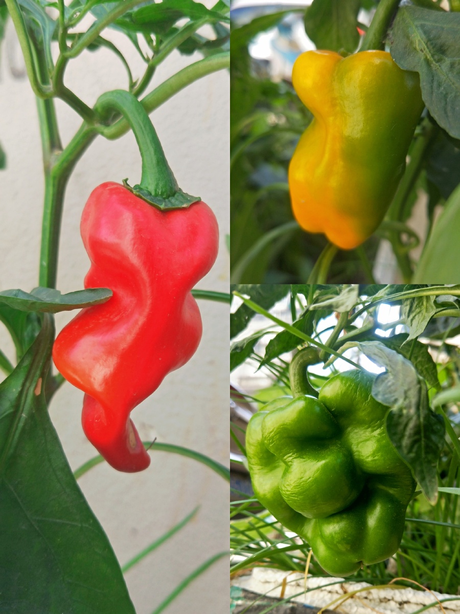 盆栽里的青椒弯弯曲曲的红辣椒