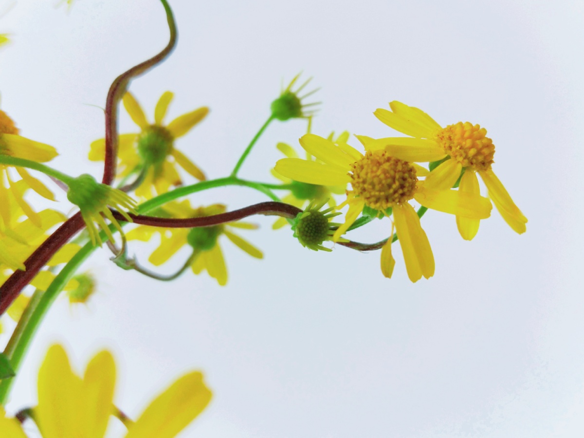 清新的小野花创意精致