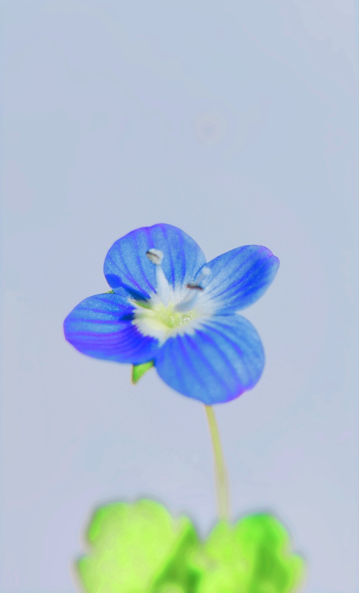 田园小花系列一朵蓝色小花