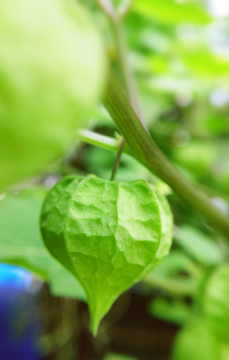 灯笼草绿绿灯笼高高挂