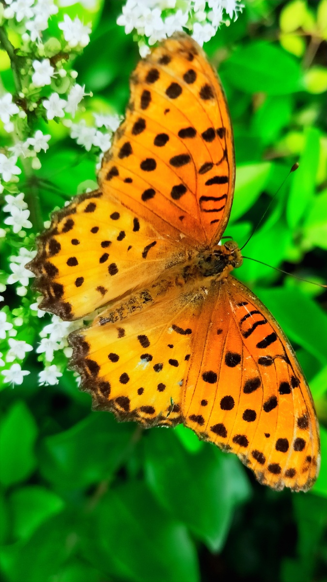 展翅飞舞的蝴蝶