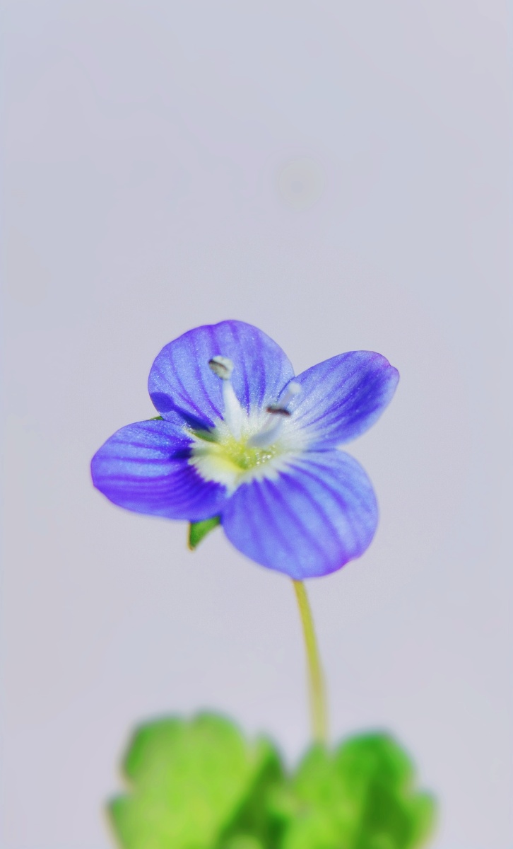 田园小花系列一朵蓝色小花