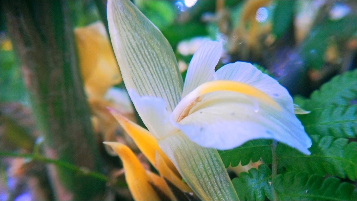 洋火姜姜花开在根部土壤