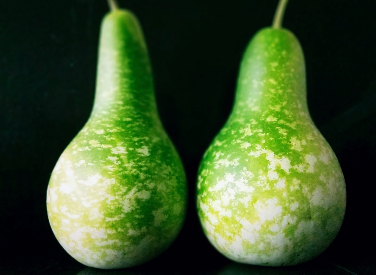 夏季蔬果葫芦瓜葫芦娃葫芦娃一棵藤上七朵花