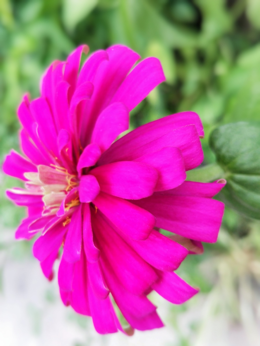 百日菊红的艳丽