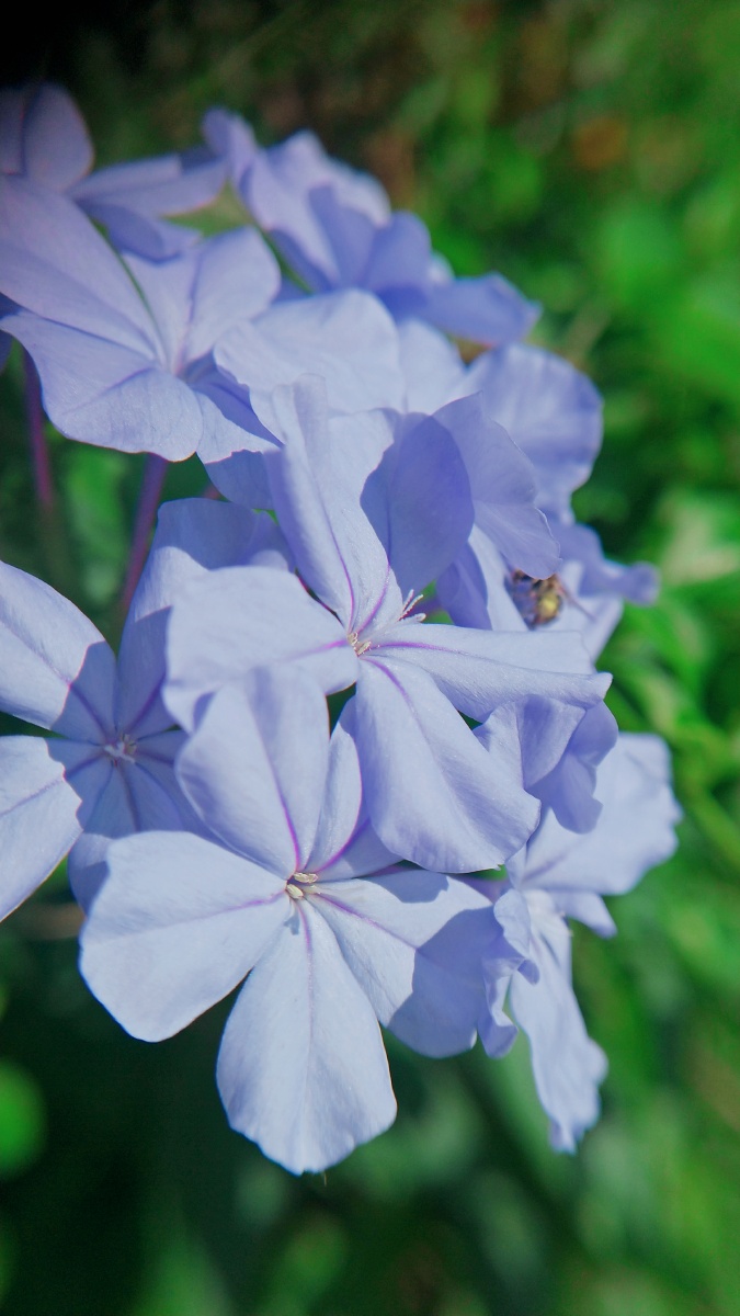 秋季蓝丹花姿态