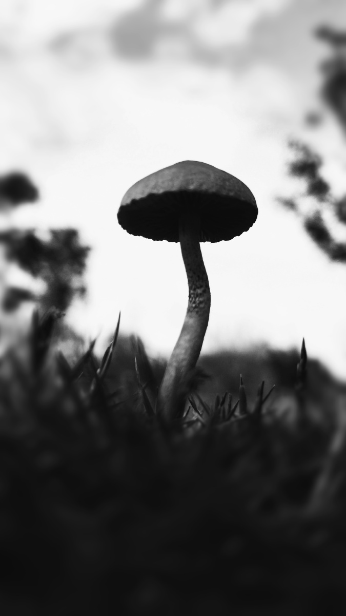 蘑菇黑白轮廓影