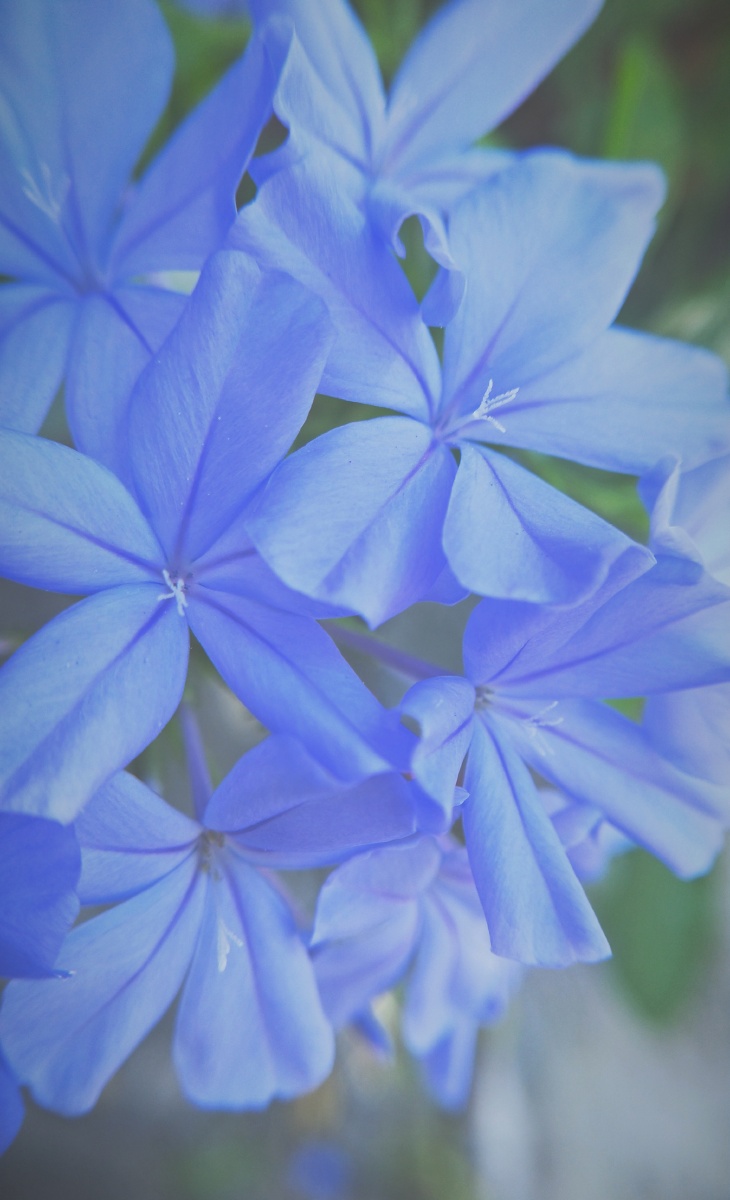 秋季蓝丹花姿态