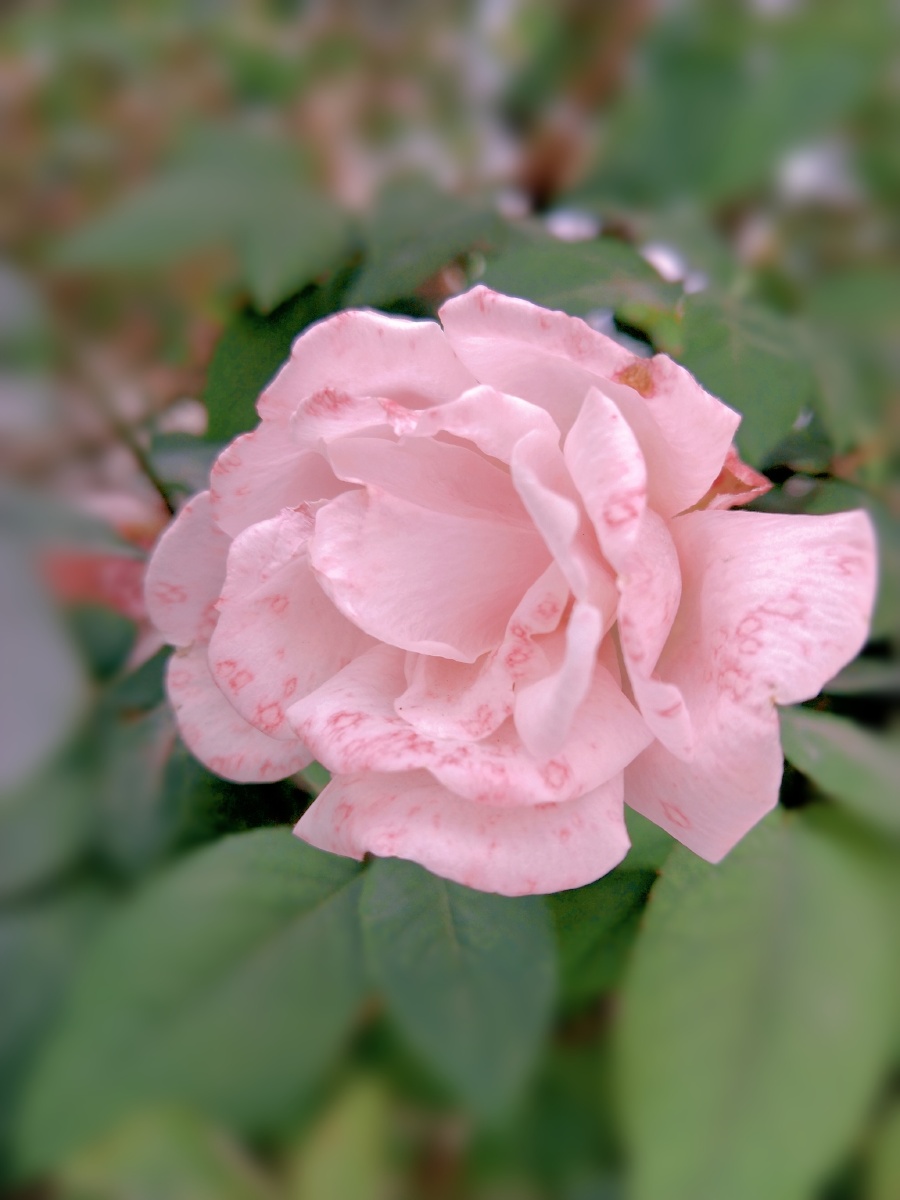 粉色花瓣月季花