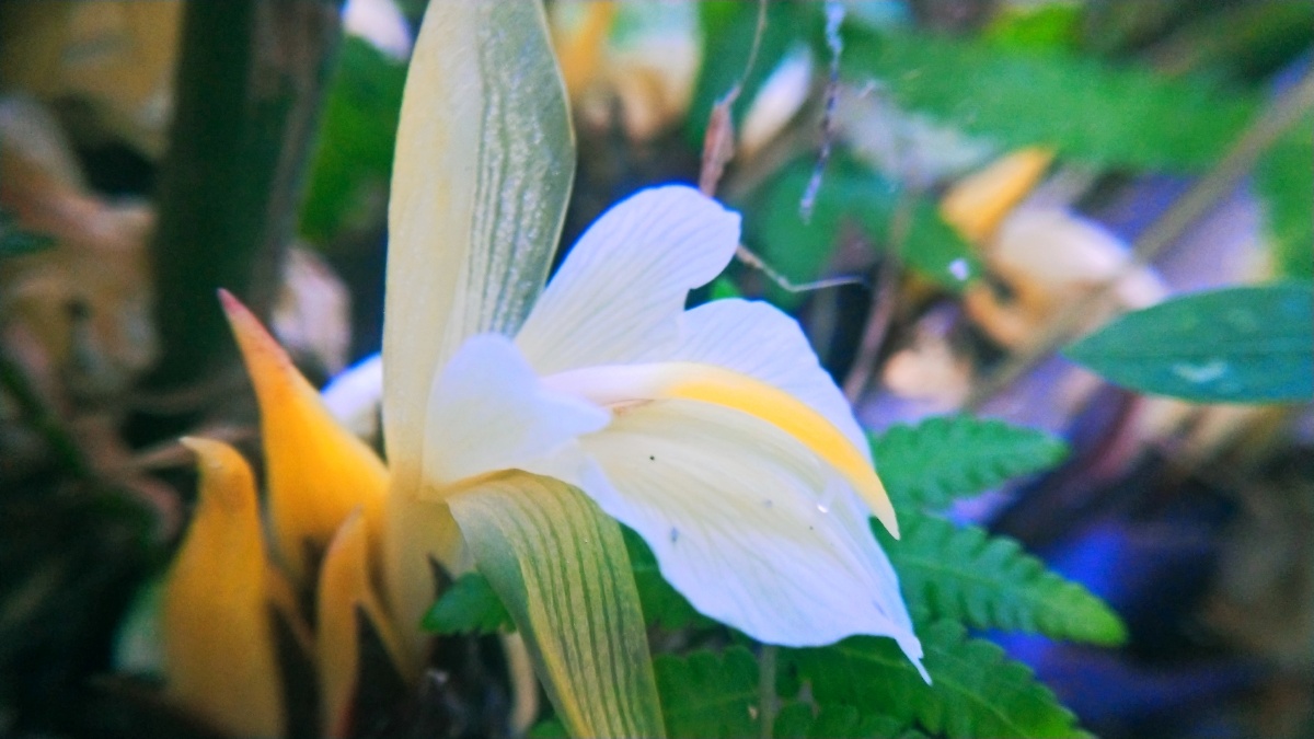 洋火姜姜花开在根部土壤