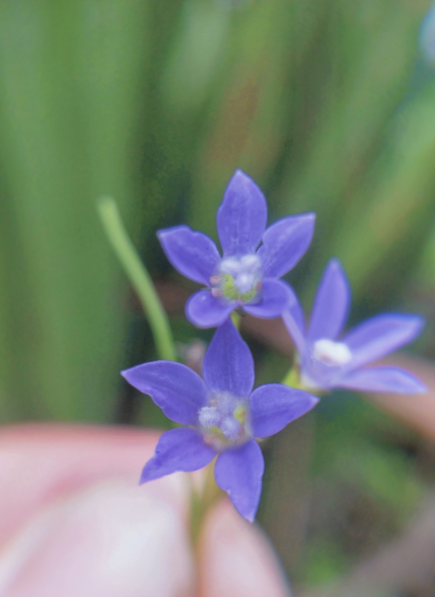 蓝花参夏天路边可爱小花