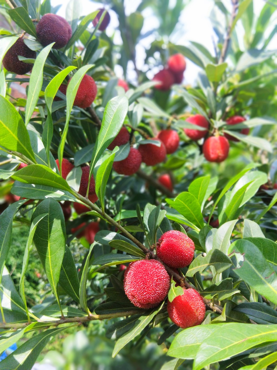 树上的拍一个夏季水果杨梅当季如期采摘杨梅之乡坐标浙江温州文城