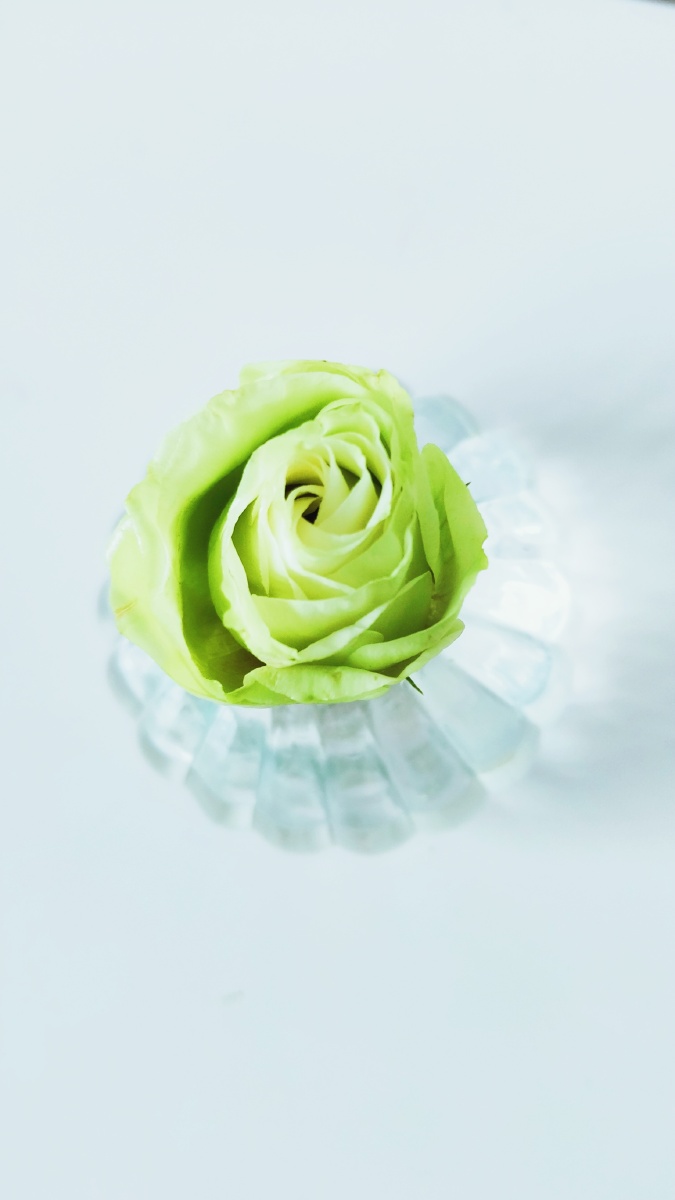 一朵绿色玫瑰一个花瓶