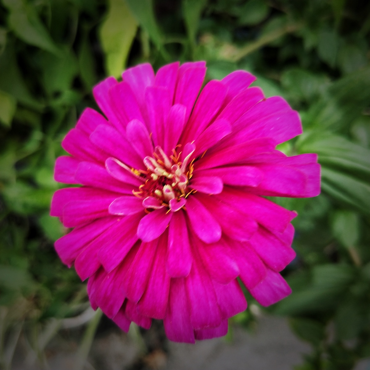 百日菊红的艳丽