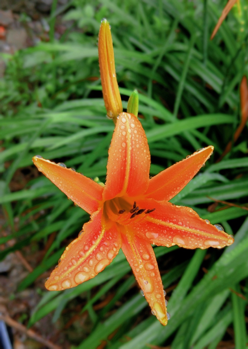 萱草黄花菜雨后夏季色彩属药草