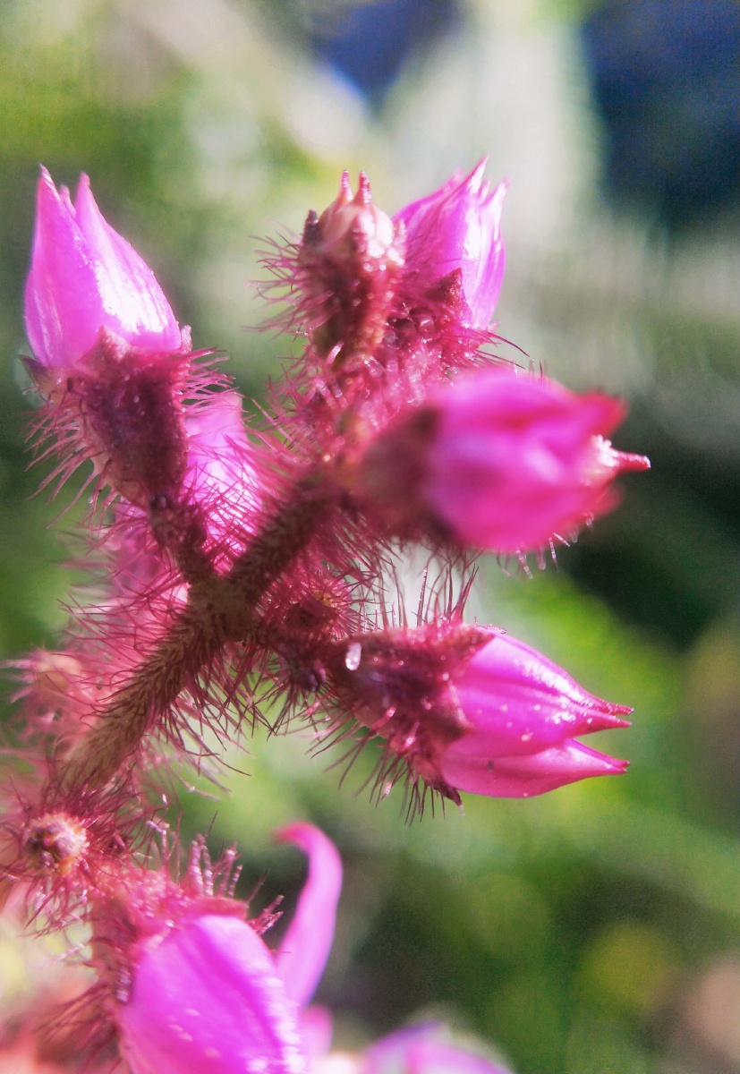 田间小花系列别名叶底红
